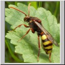 Nomada flava  - Wespenbiene w01.jpg